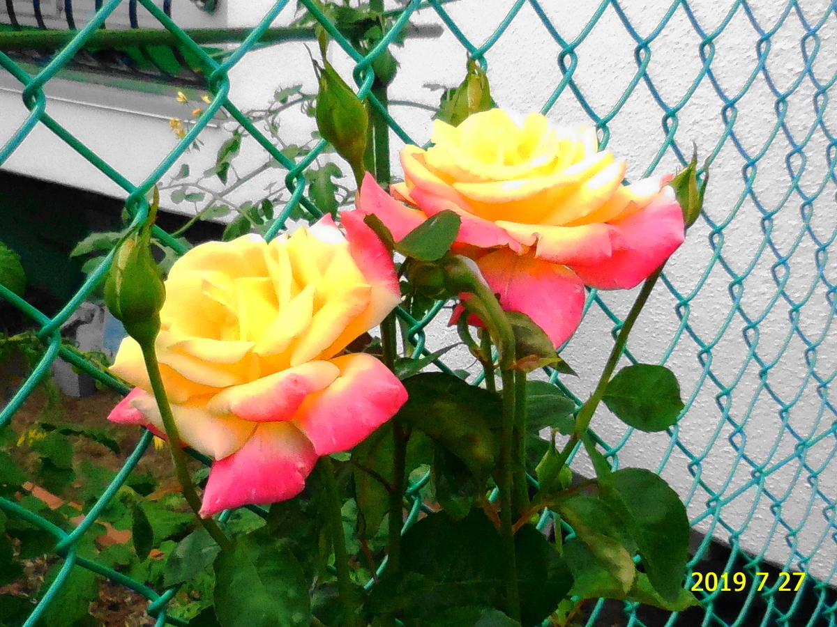 f:id:hateoji68:20190727120706j:plain