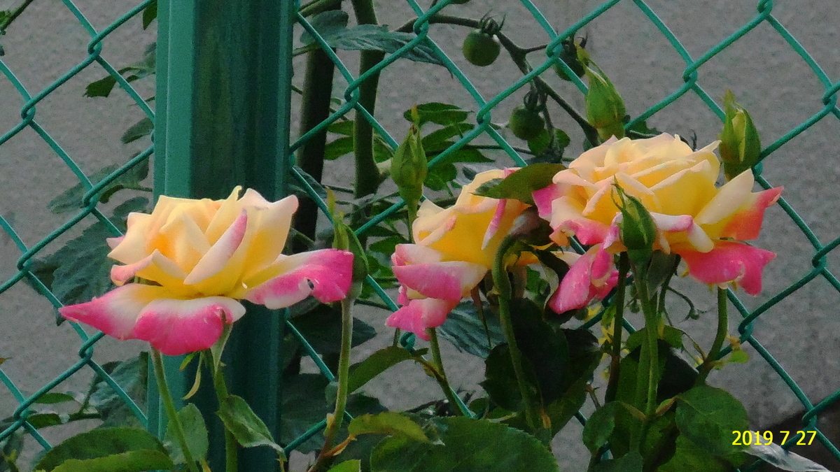 f:id:hateoji68:20190727134559j:plain