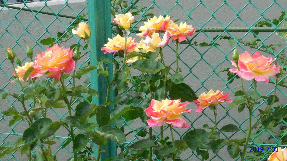 f:id:hateoji68:20190731080046j:plain