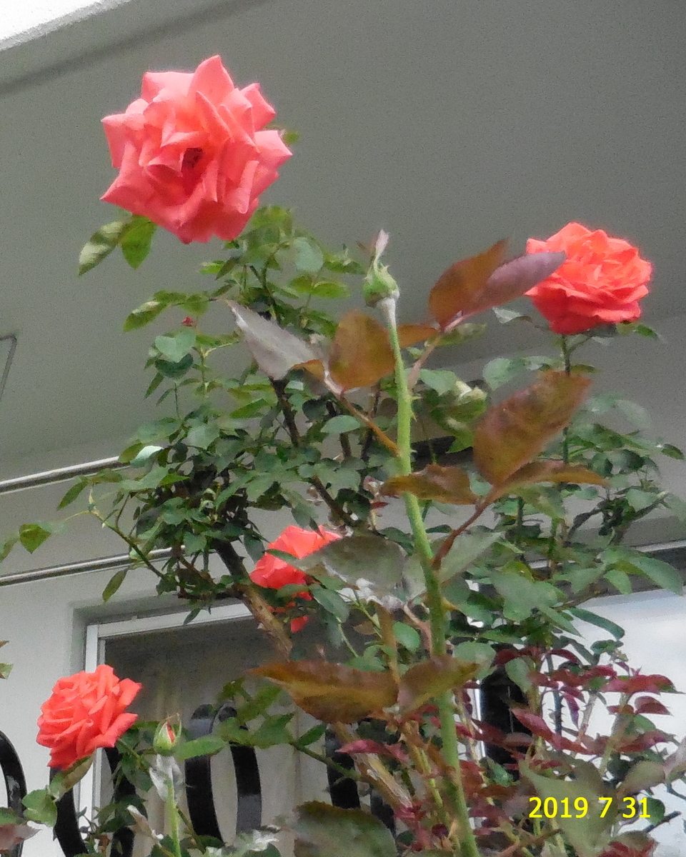 f:id:hateoji68:20190731080326j:plain