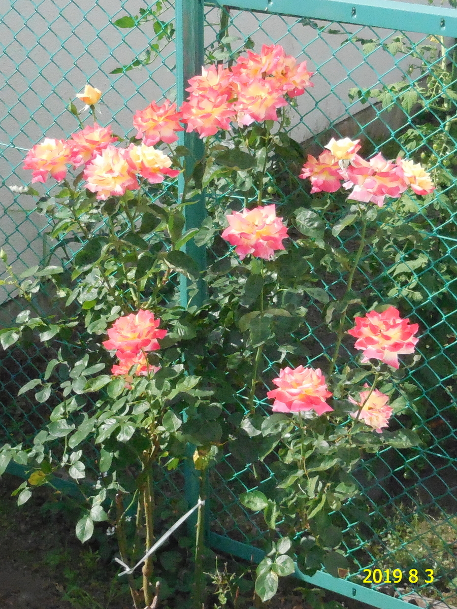 f:id:hateoji68:20190803081346j:plain