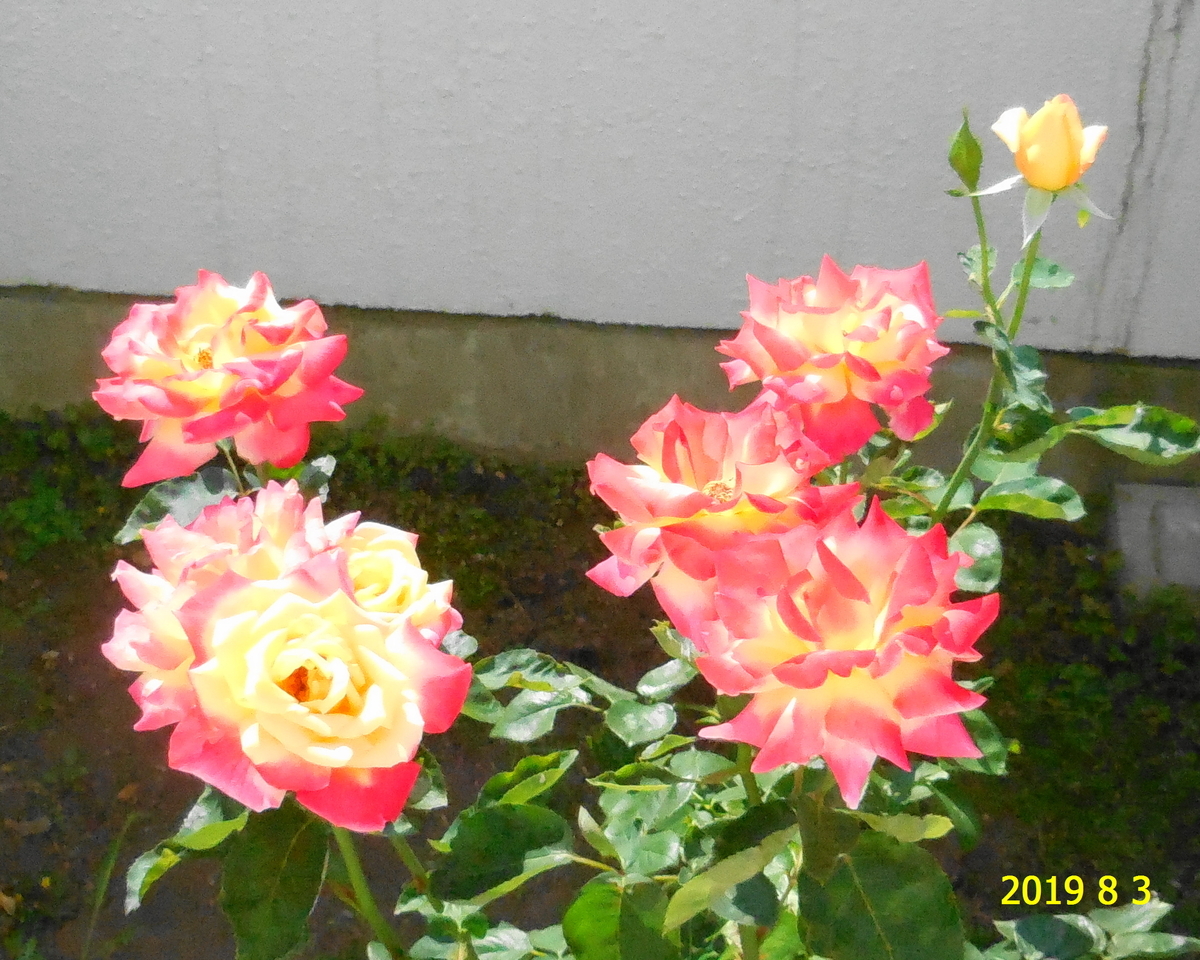 f:id:hateoji68:20190803081439j:plain