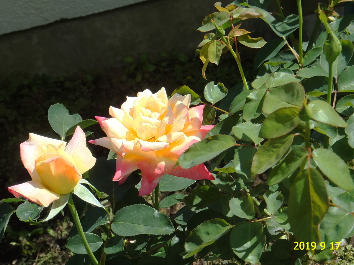 f:id:hateoji68:20190917125132j:plain