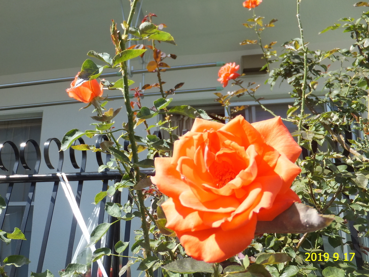 f:id:hateoji68:20190917125250j:plain