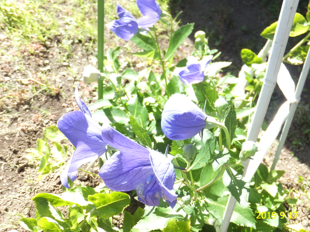 f:id:hateoji68:20190917125607j:plain