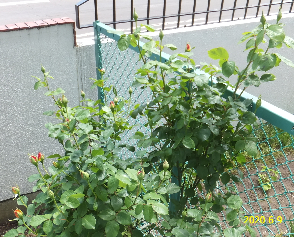 f:id:hateoji68:20200609122100j:plain