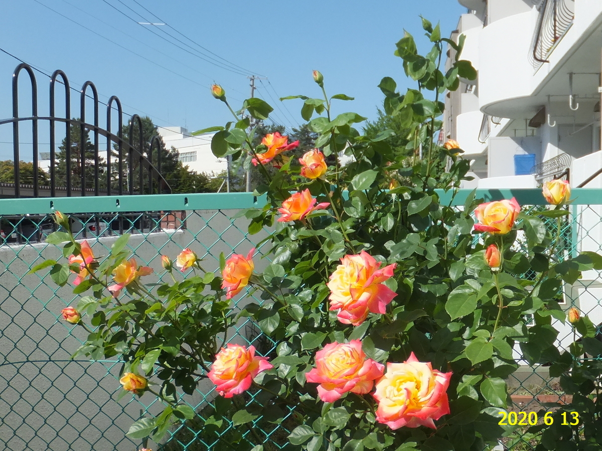 f:id:hateoji68:20200613074833j:plain