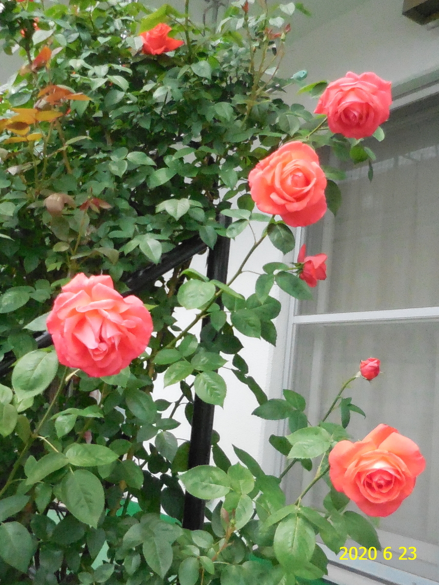 f:id:hateoji68:20200623102549j:plain