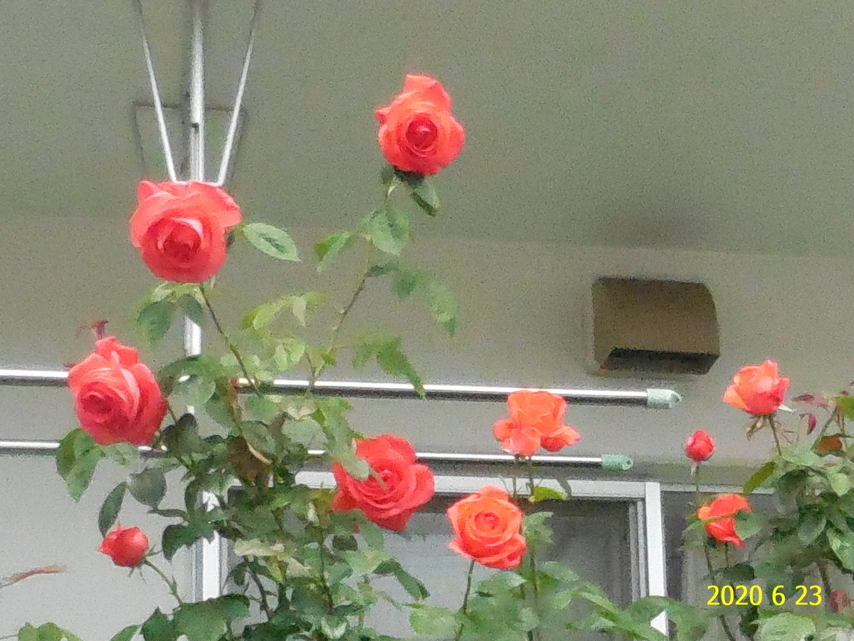 f:id:hateoji68:20200623102648j:plain