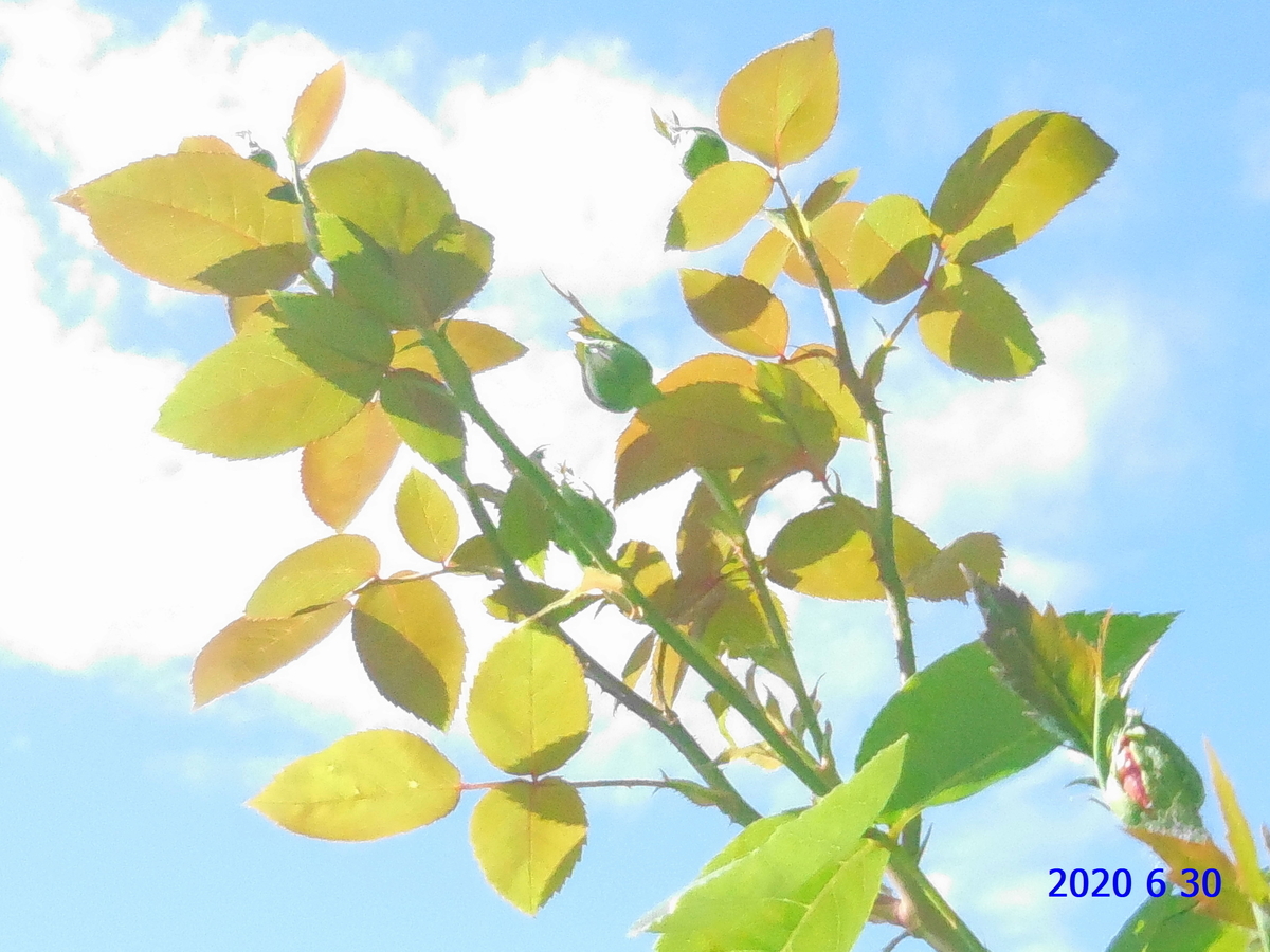 f:id:hateoji68:20200630081718j:plain
