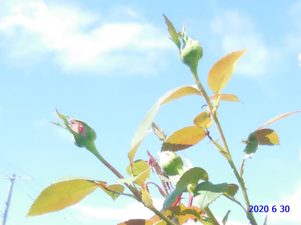 f:id:hateoji68:20200630081955j:plain
