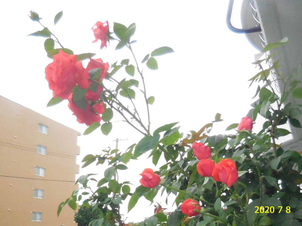 f:id:hateoji68:20200708093915j:plain