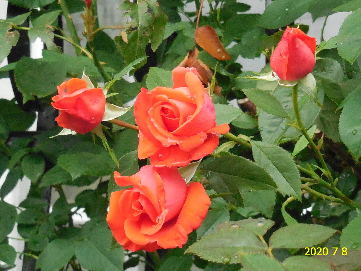 f:id:hateoji68:20200708094135j:plain