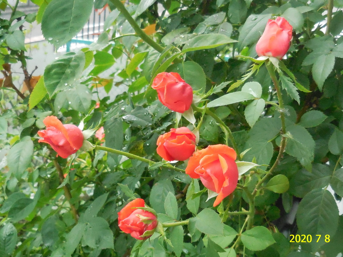 f:id:hateoji68:20200708094320j:plain