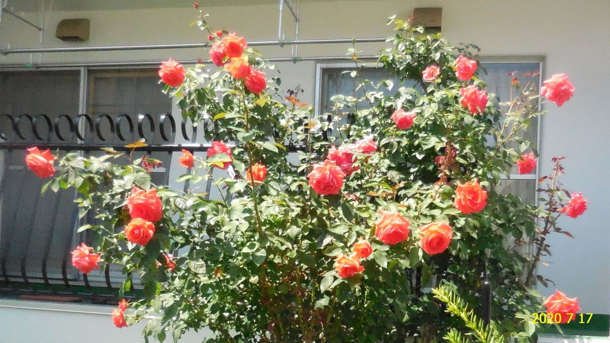 f:id:hateoji68:20200717122102j:plain