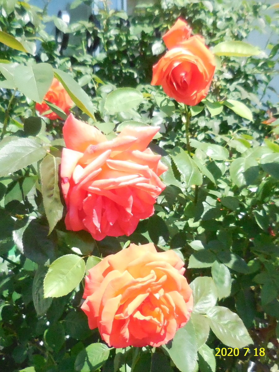 f:id:hateoji68:20200718091935j:plain
