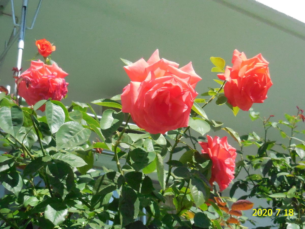 f:id:hateoji68:20200718094212j:plain
