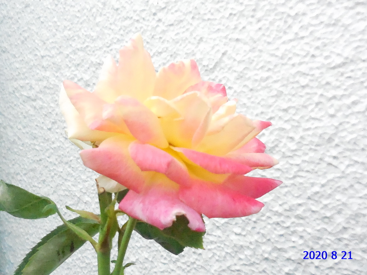 f:id:hateoji68:20200821123055j:plain