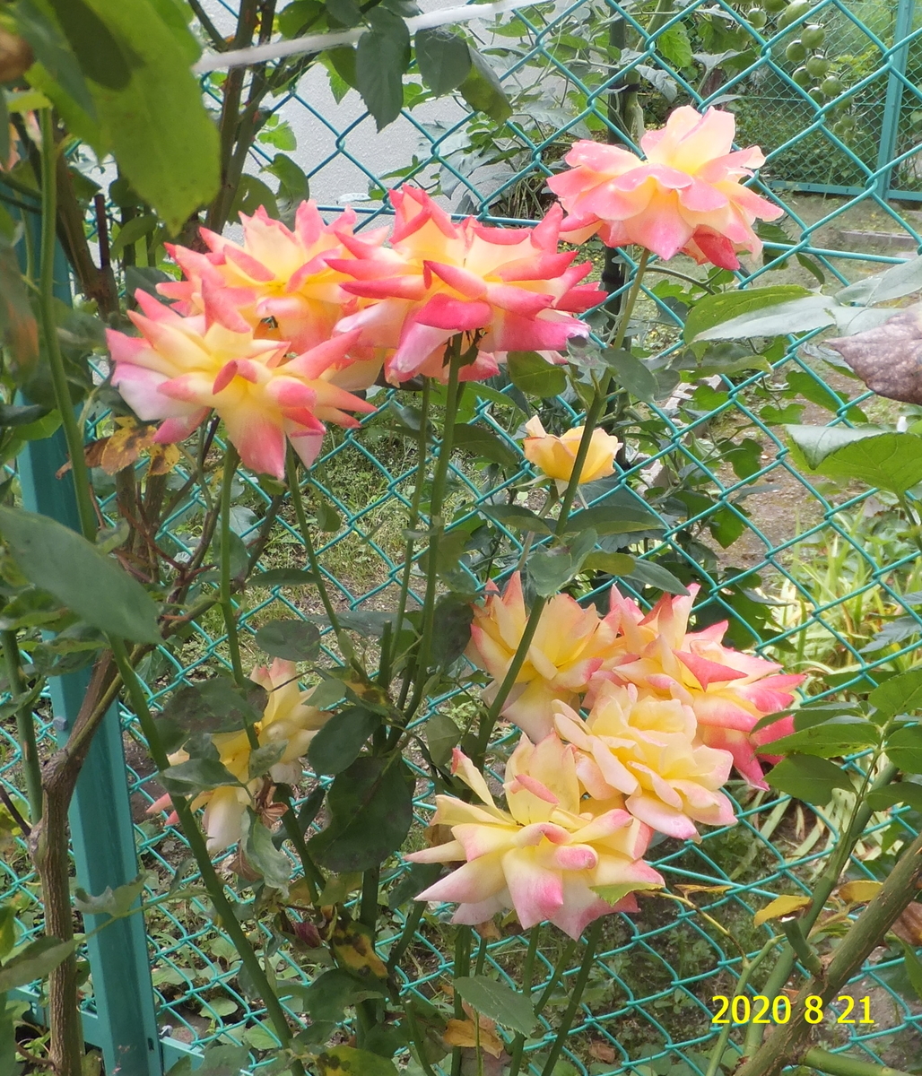 f:id:hateoji68:20200821130205j:plain