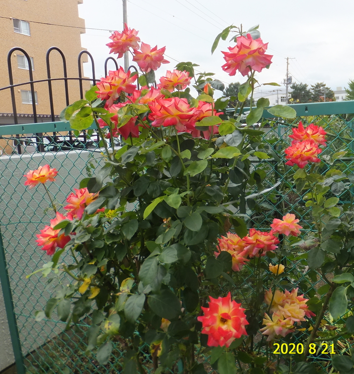 f:id:hateoji68:20200821130234j:plain