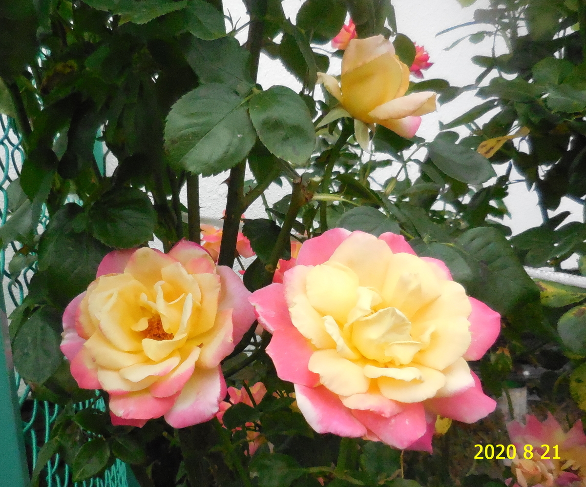f:id:hateoji68:20200821131103j:plain
