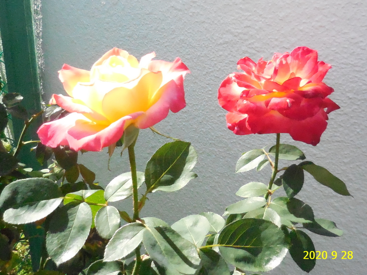 f:id:hateoji68:20200928131407j:plain