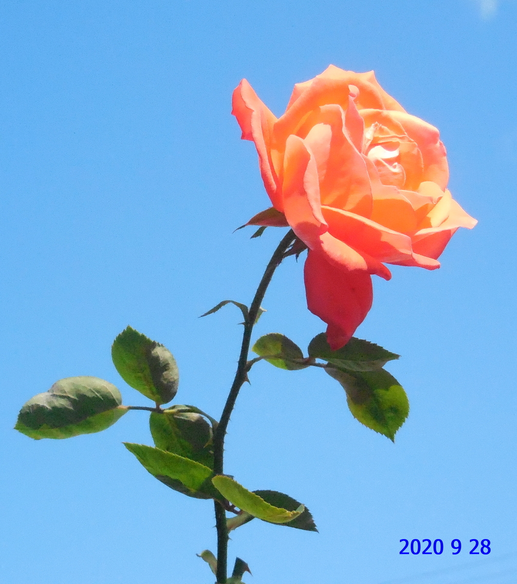 f:id:hateoji68:20200928131644j:plain