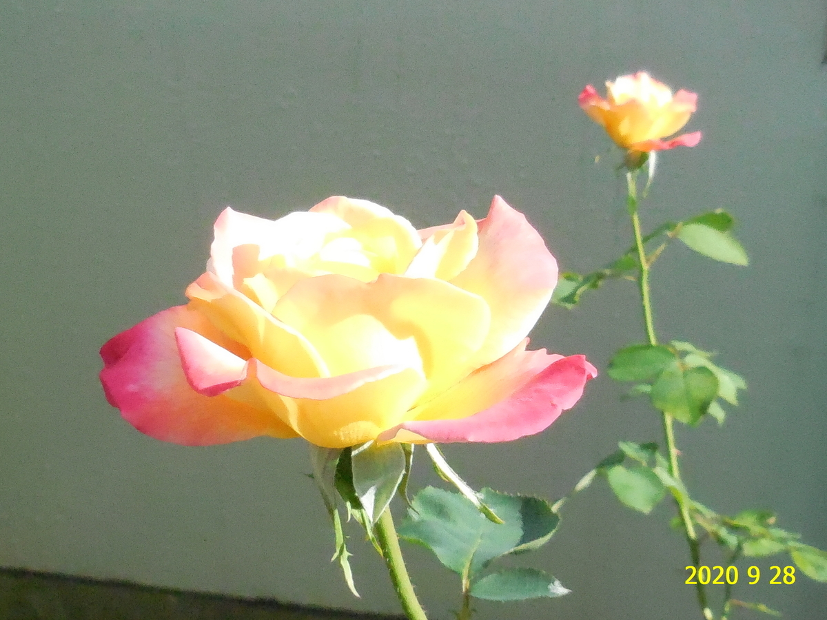 f:id:hateoji68:20200928131808j:plain