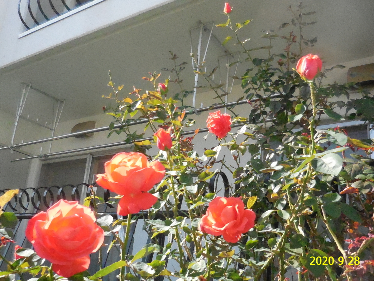 f:id:hateoji68:20200928133324j:plain