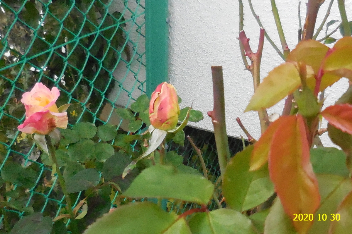 f:id:hateoji68:20201030102520j:plain