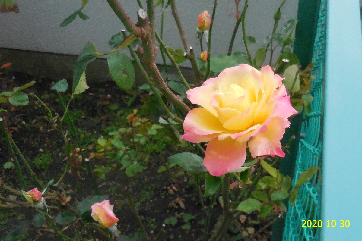f:id:hateoji68:20201030102632j:plain f:id:hateoji68:20201030102632j:plain