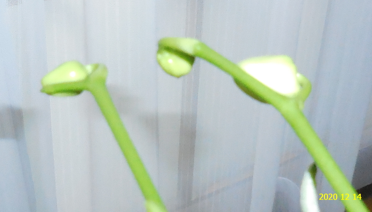 f:id:hateoji68:20201214103555j:plain