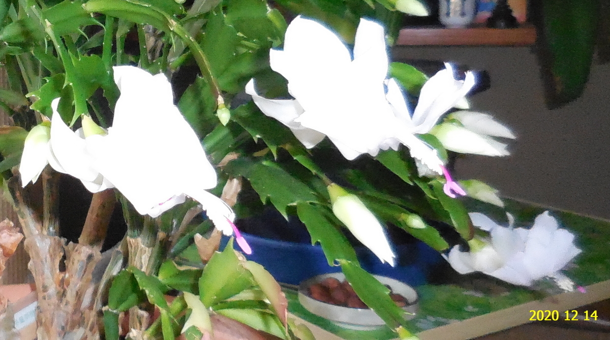 f:id:hateoji68:20201214103745j:plain