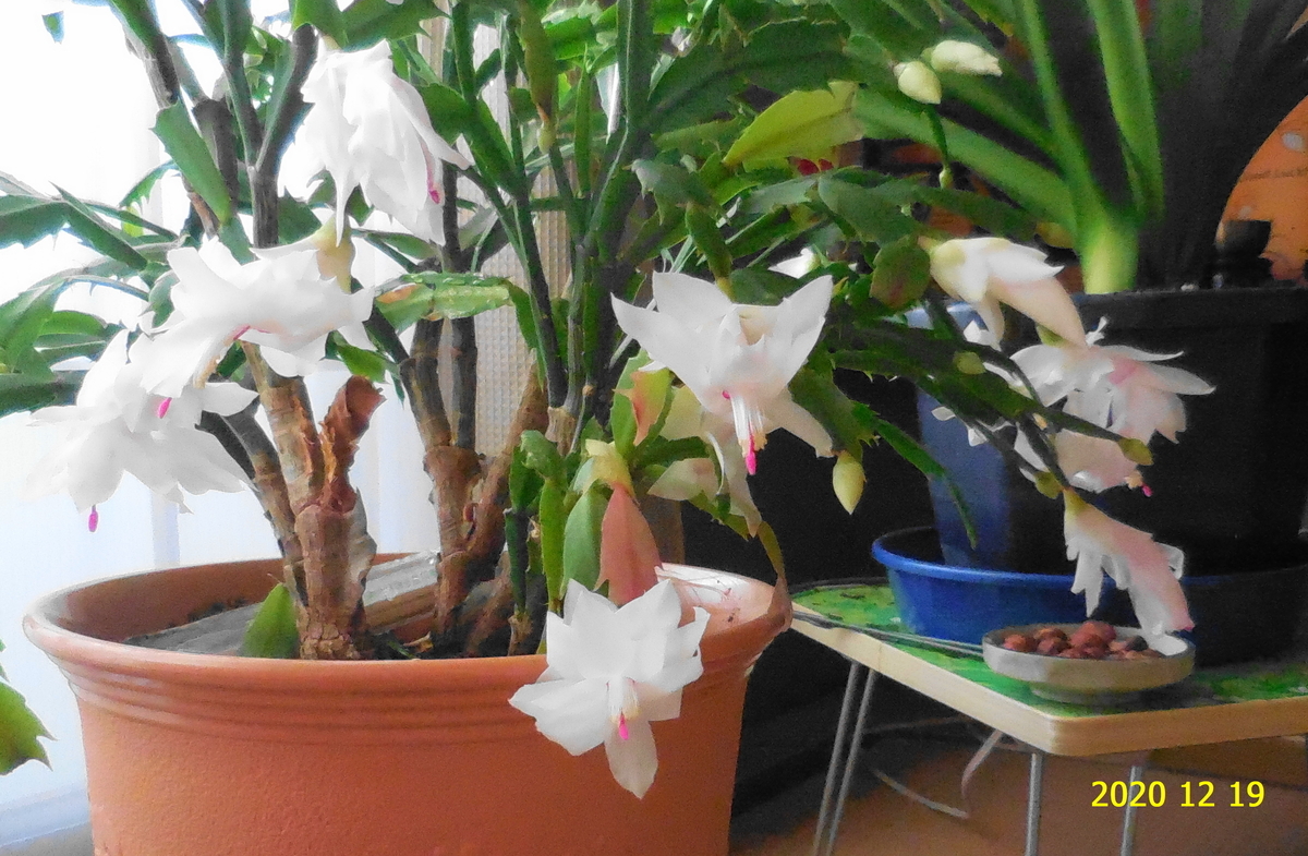 f:id:hateoji68:20201219082212j:plain