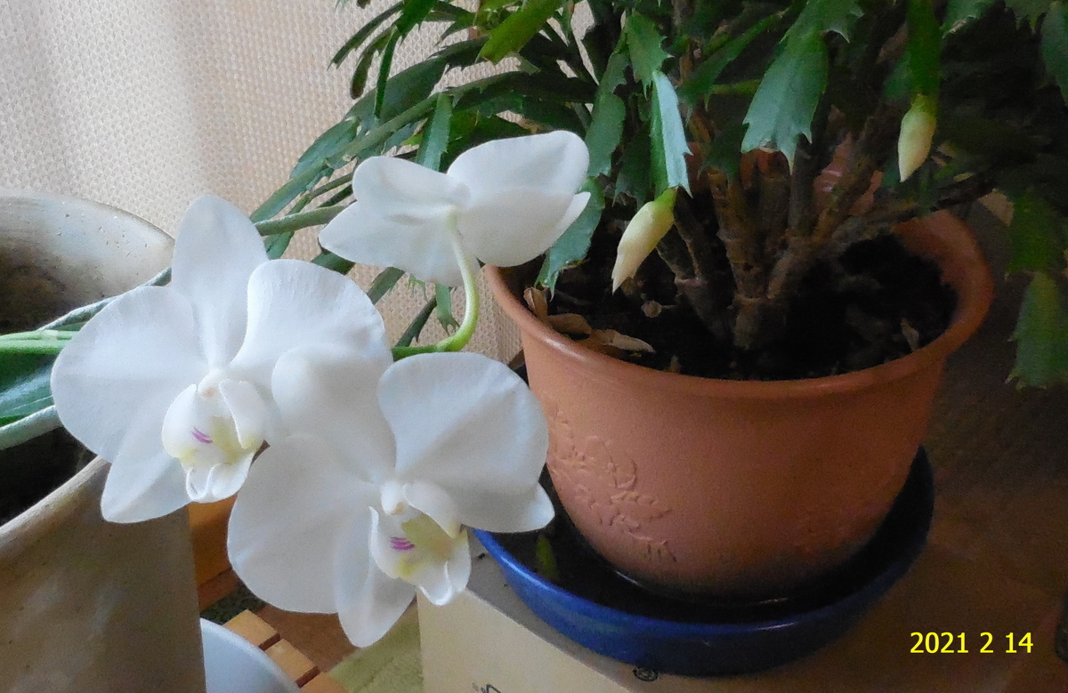 f:id:hateoji68:20210214122743j:plain