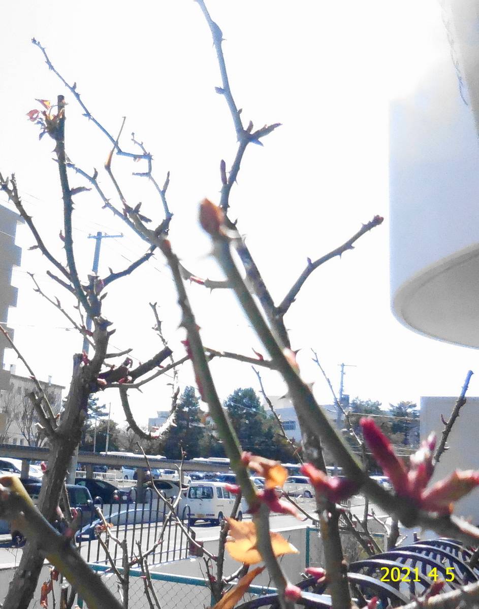 f:id:hateoji68:20210405124519j:plain