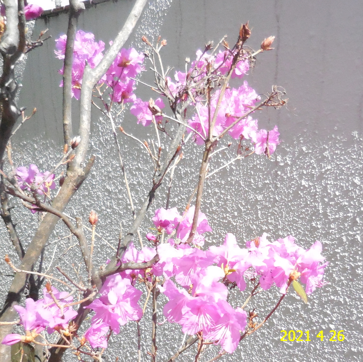 f:id:hateoji68:20210426130908j:plain