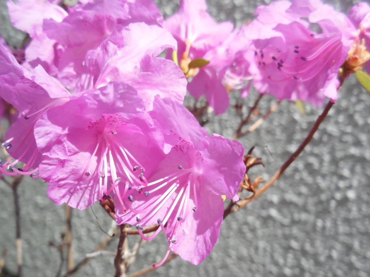 f:id:hateoji68:20210426130940j:plain