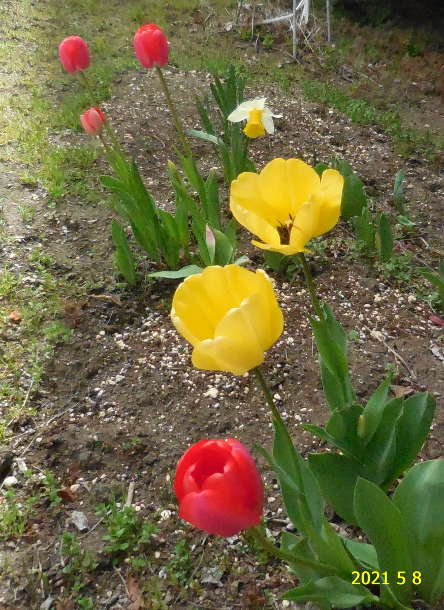 f:id:hateoji68:20210508130841j:plain