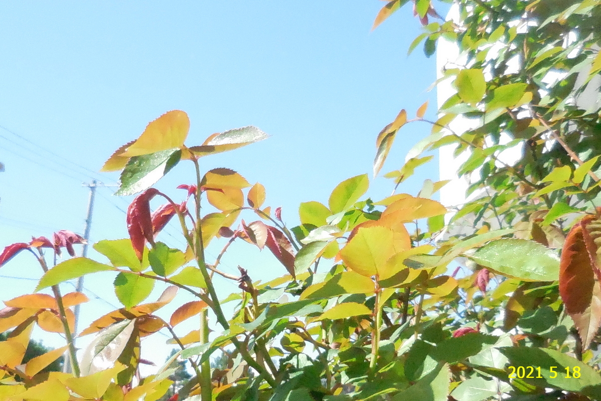 f:id:hateoji68:20210518091211j:plain