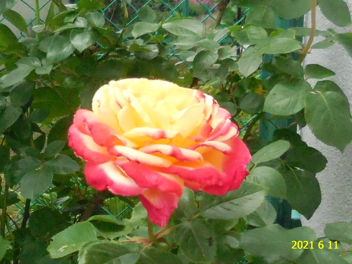 f:id:hateoji68:20210611110902j:plain