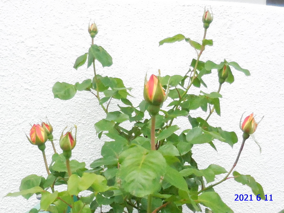 f:id:hateoji68:20210611111031j:plain