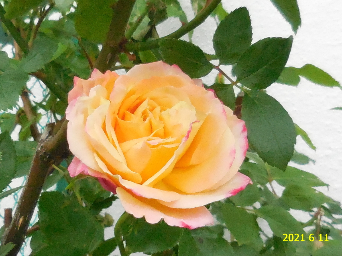 f:id:hateoji68:20210611113444j:plain