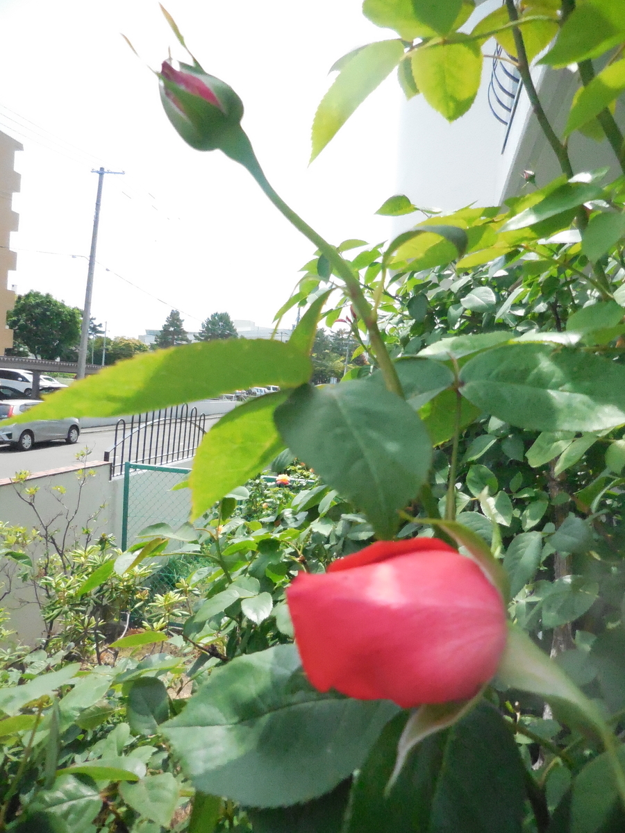 f:id:hateoji68:20210613115922j:plain