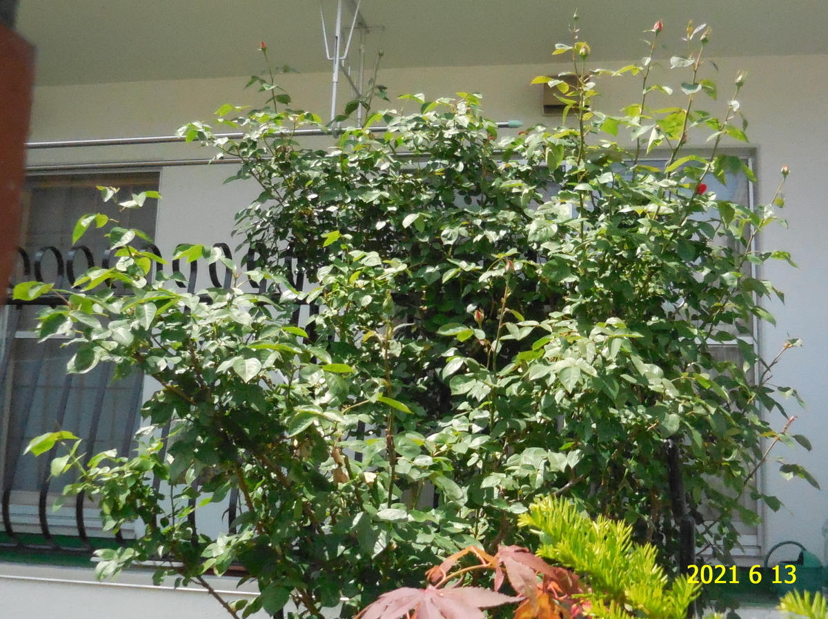 f:id:hateoji68:20210613125344j:plain