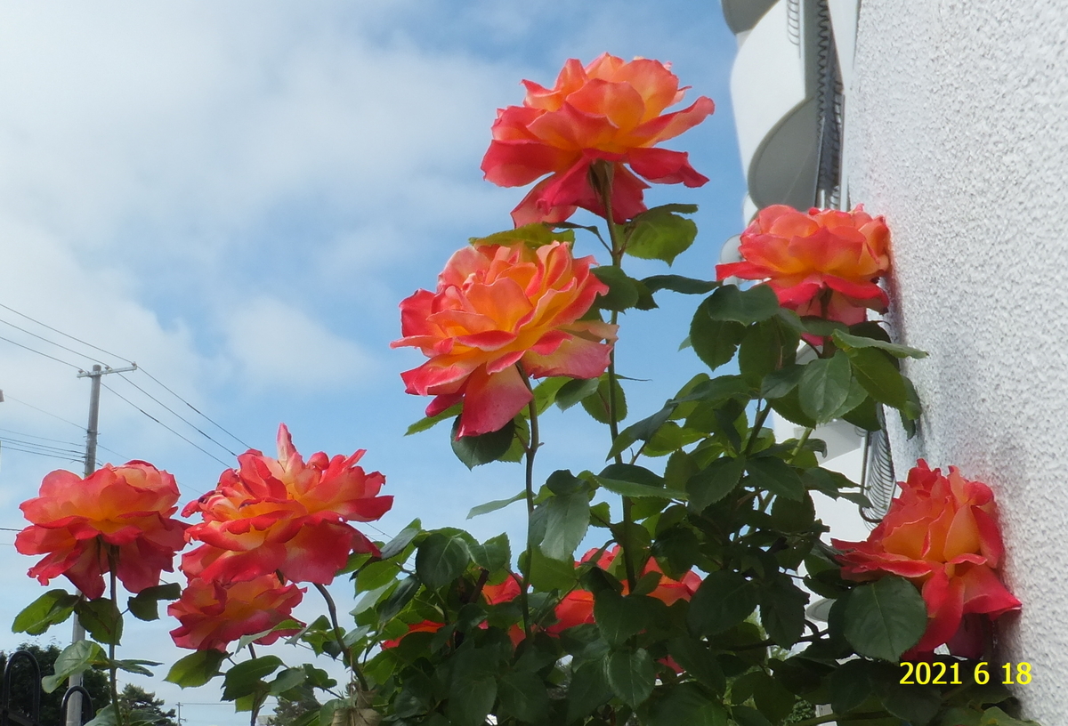 f:id:hateoji68:20210618082320j:plain