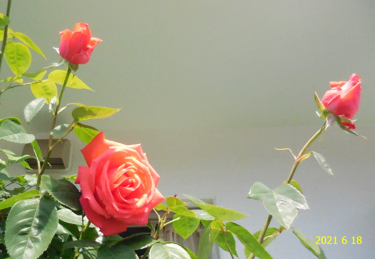 f:id:hateoji68:20210618094103j:plain