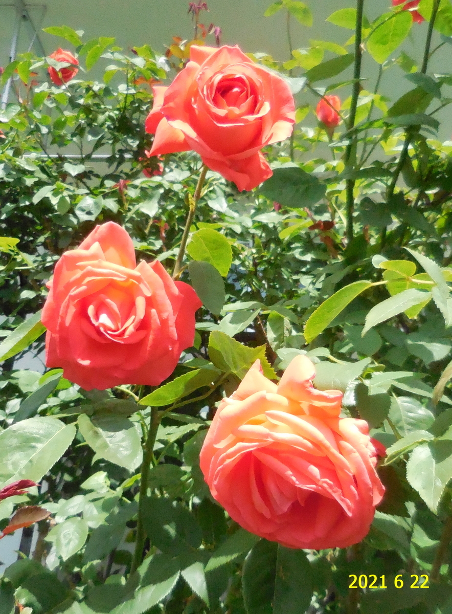 f:id:hateoji68:20210622100243j:plain