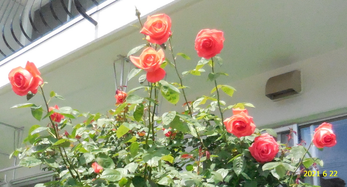 f:id:hateoji68:20210622100440j:plain