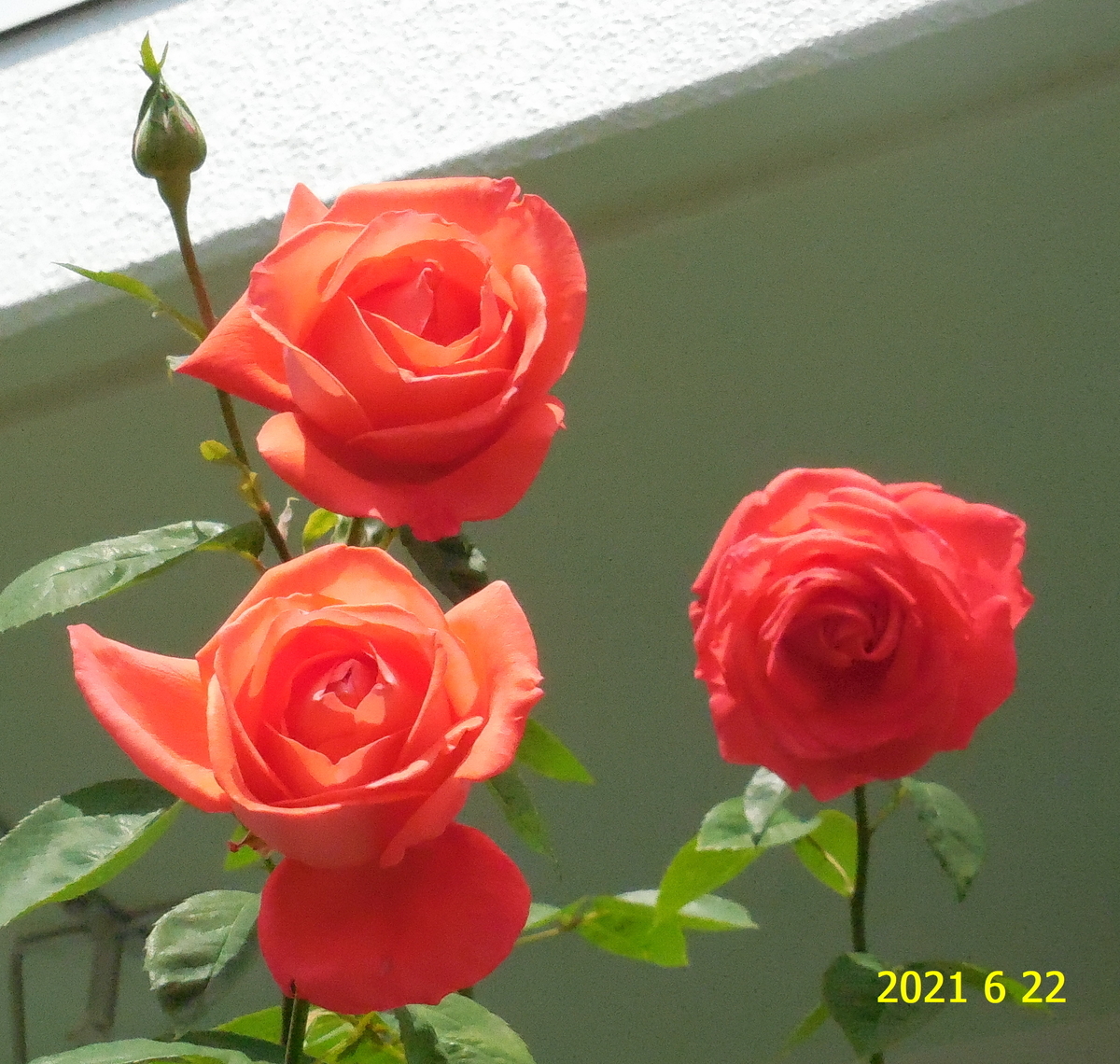f:id:hateoji68:20210622100510j:plain